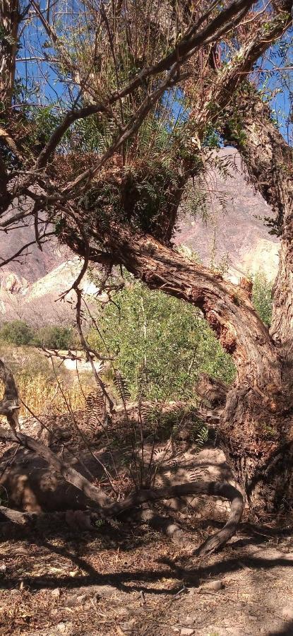 Dormir Con Llamas Maimará المظهر الخارجي الصورة