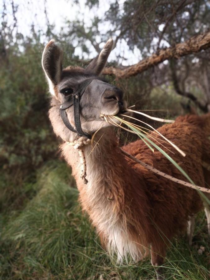 Dormir Con Llamas Maimará المظهر الخارجي الصورة