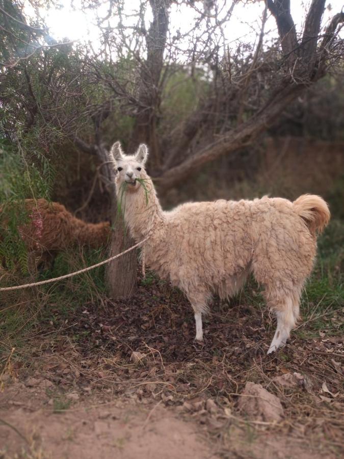 Dormir Con Llamas Maimará المظهر الخارجي الصورة