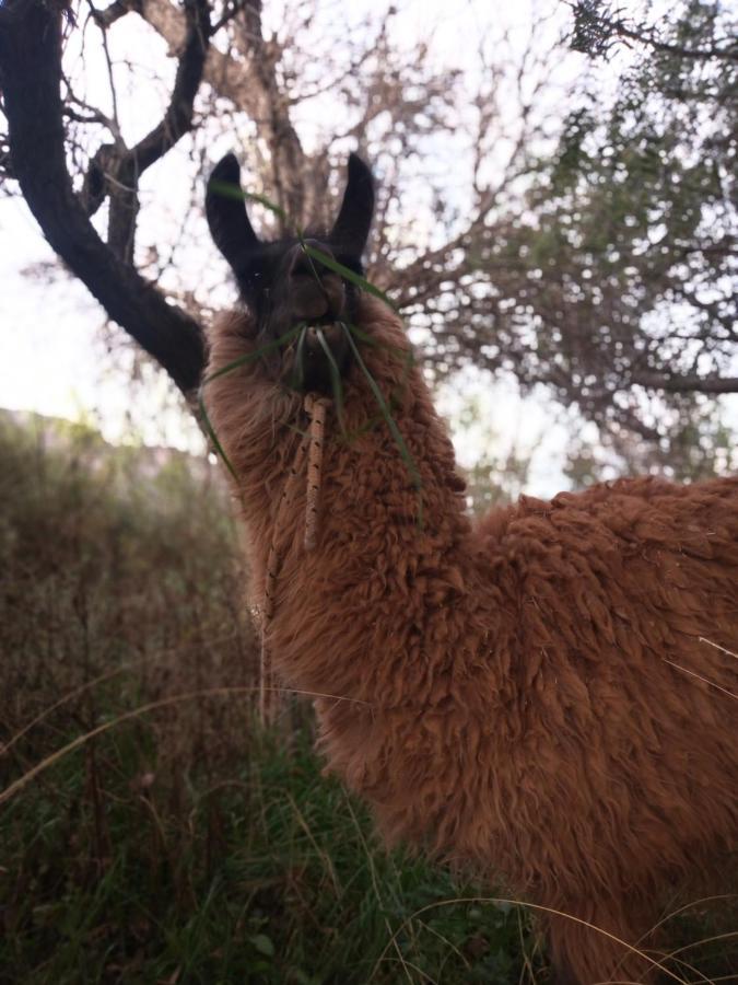 Dormir Con Llamas Maimará المظهر الخارجي الصورة