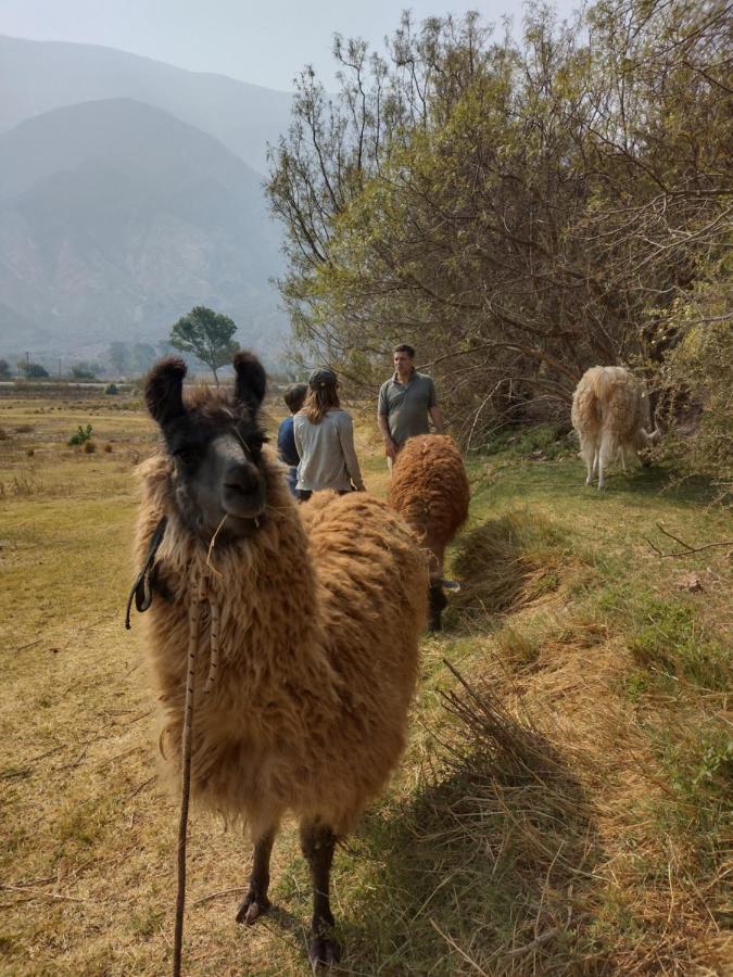 Dormir Con Llamas Maimará المظهر الخارجي الصورة