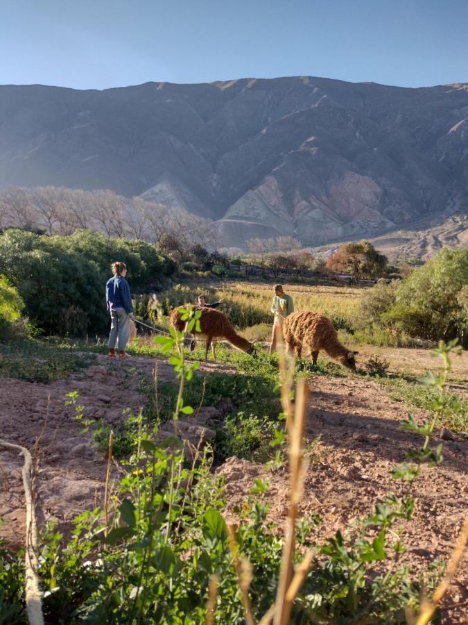 Dormir Con Llamas Maimará المظهر الخارجي الصورة
